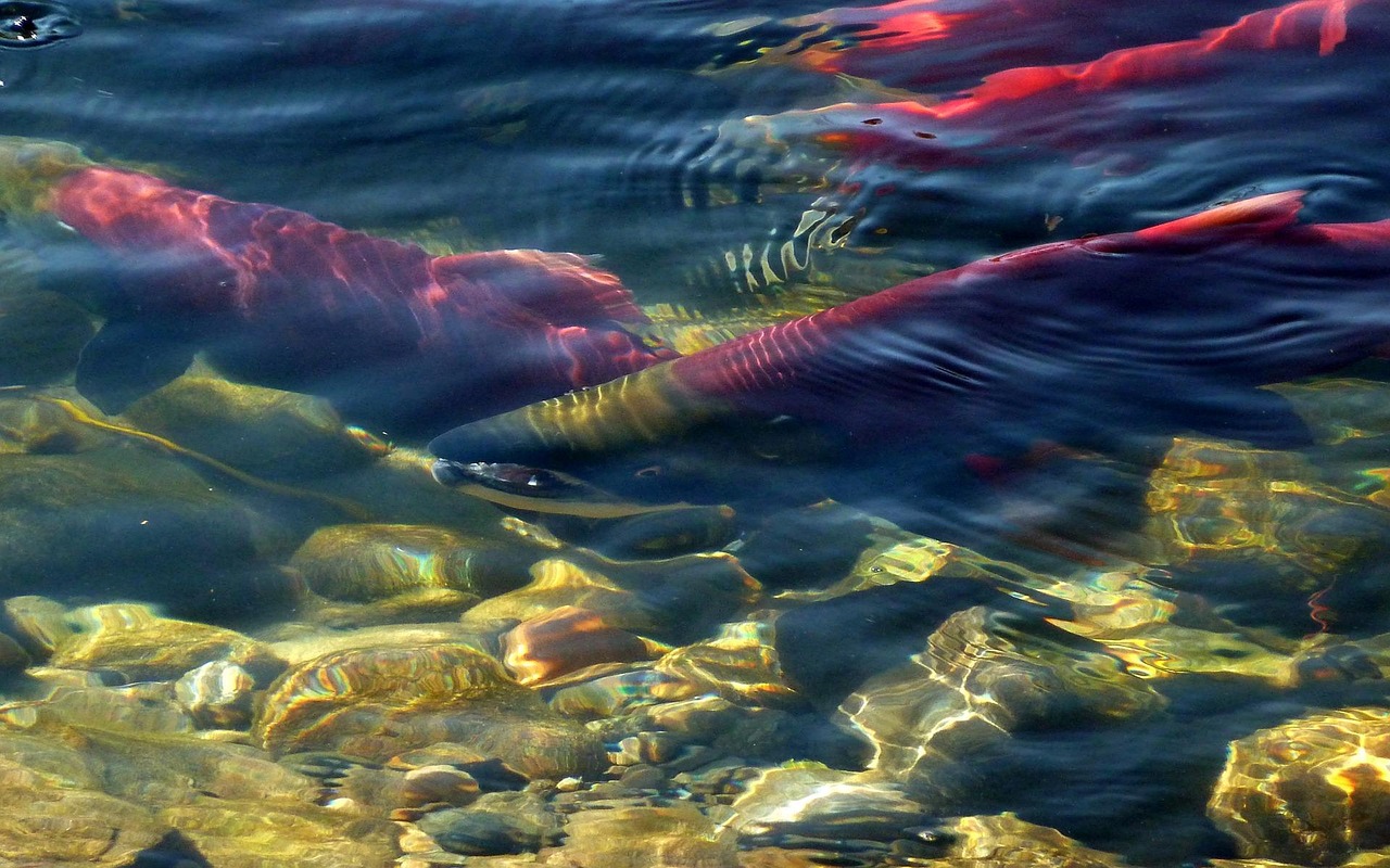 San Joaquin Valley's Salmon Comeback Story (Image Credits: Pixabay)