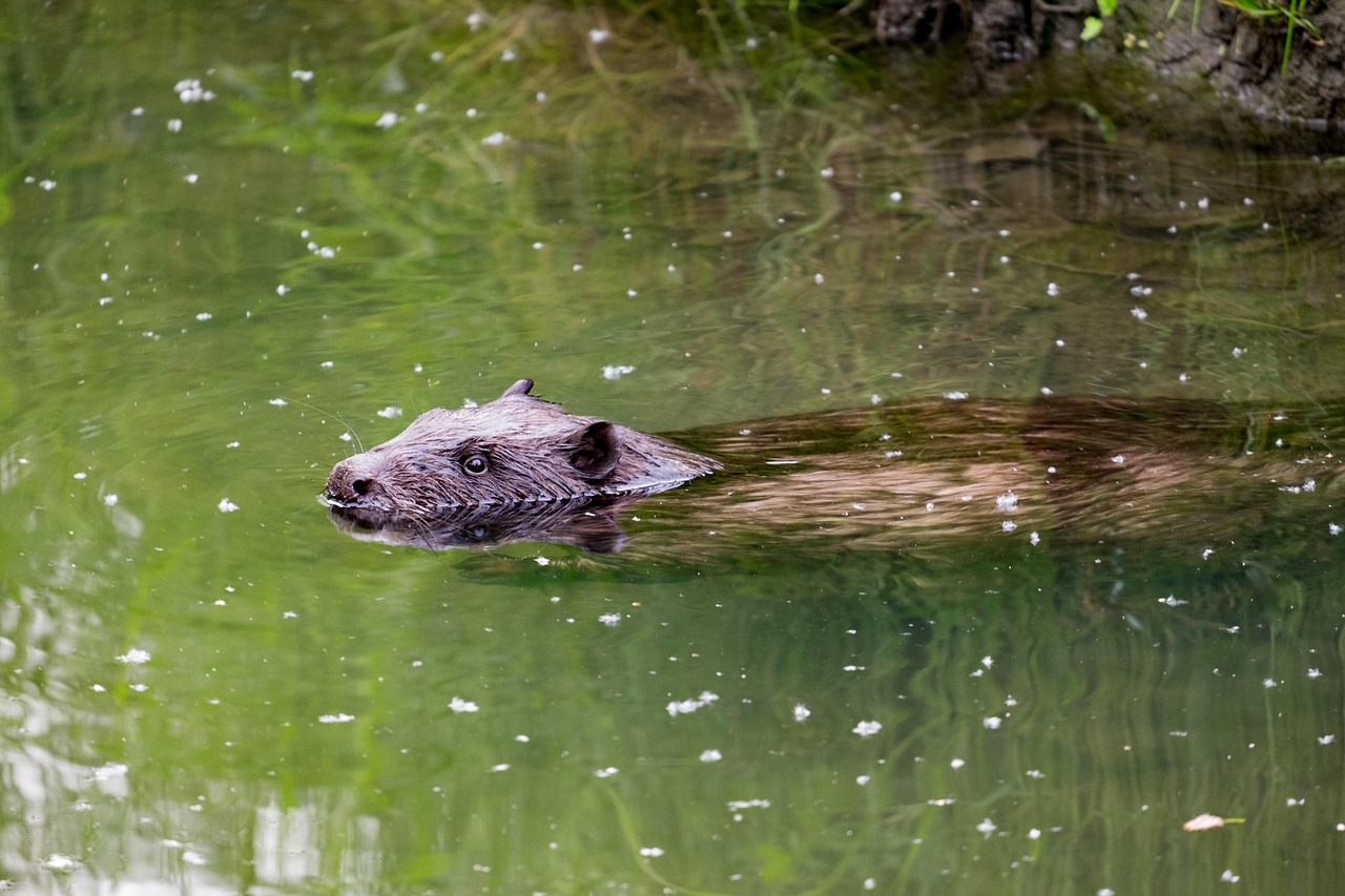 Salmon Superhighways: Creating Fish Habitat (Image Credits: Pixabay)