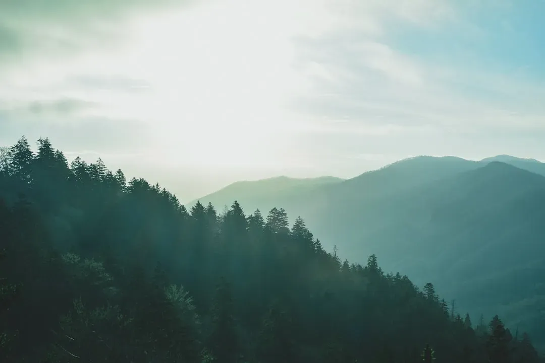 1. Dennis Martin – The Boy Who Vanished on Father’s Day in the Smokies (Image Credits: Unsplash)