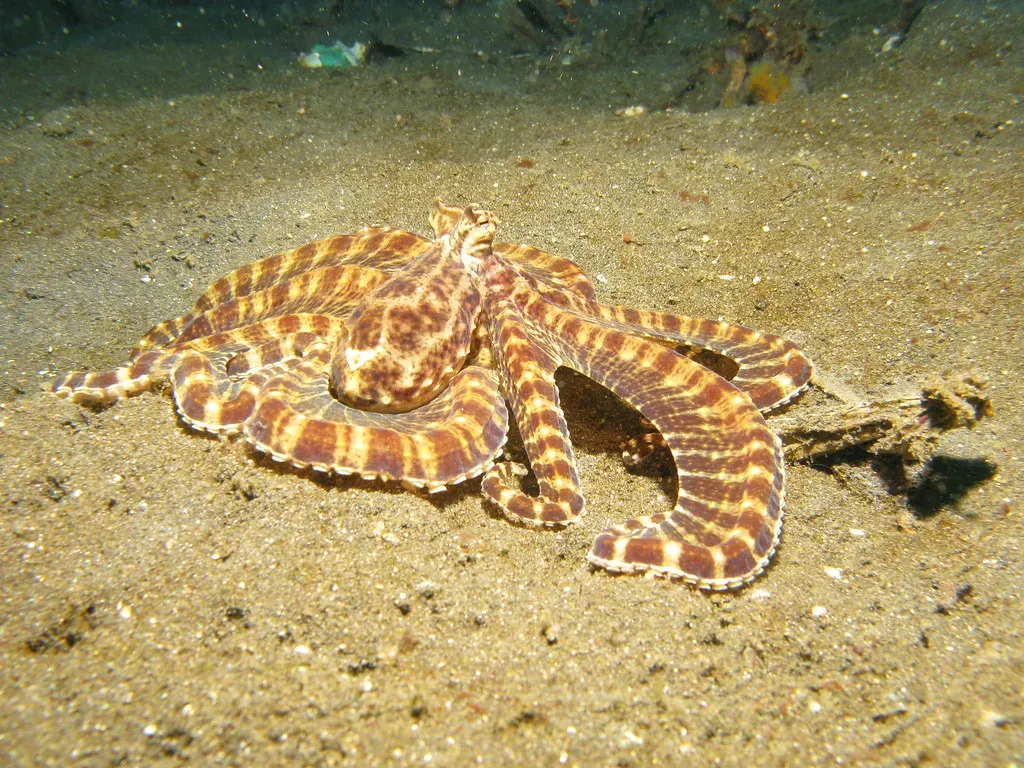 7. The Mimic Octopus: The World's Greatest Shapeshifter and Actor (prilfish, Flickr, CC BY 2.0)