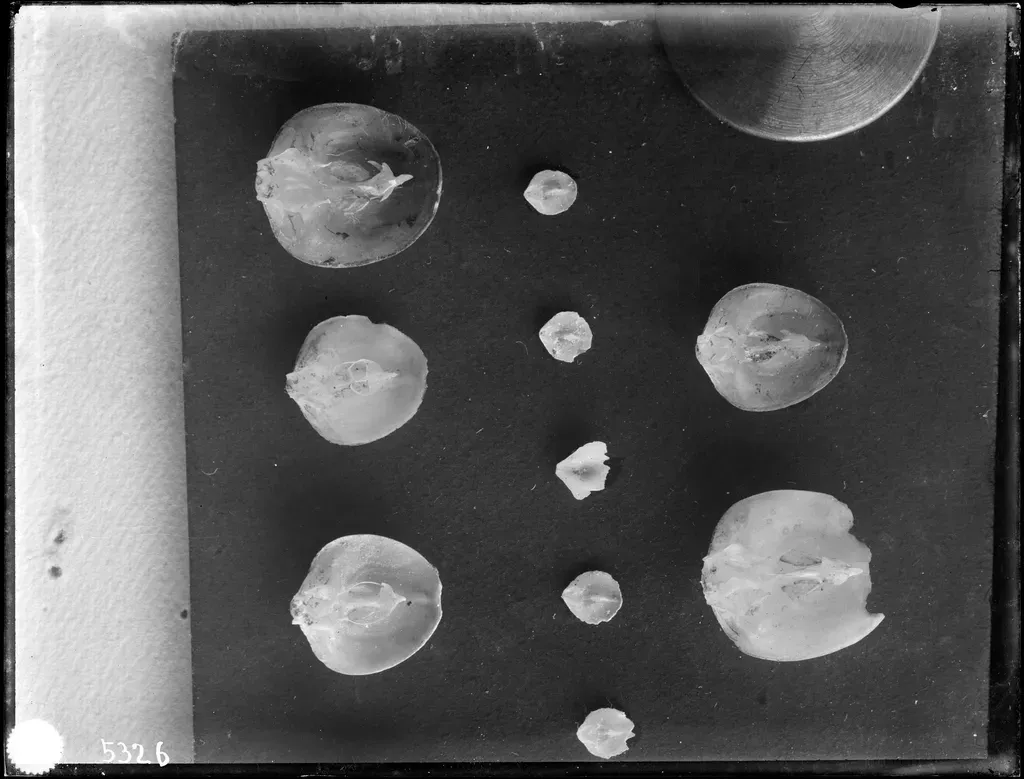 The Hidden Clues on Our Own Moon (Image Credits: Rawpixel)