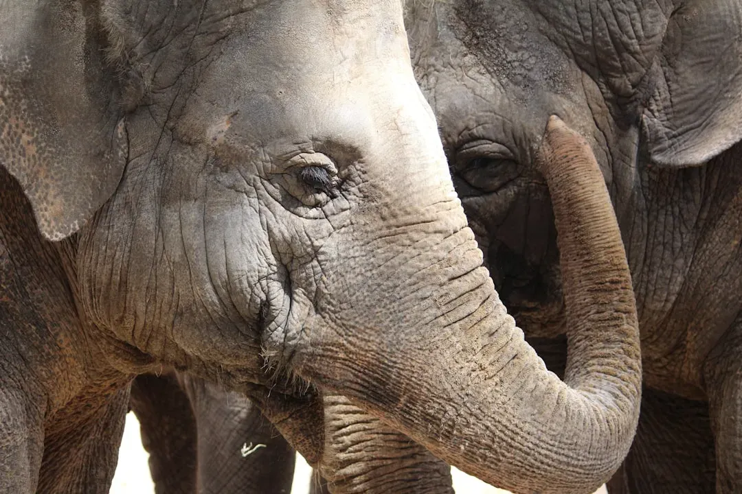 #4 - Distress Calls, Silence, And The Sound Of A Mourning Herd (Image Credits: Unsplash)