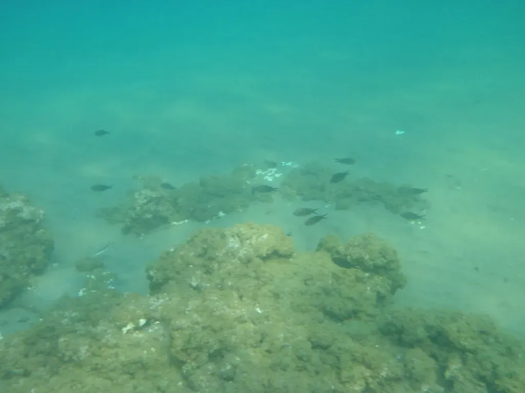 The Jaw-Dropping Depths: How Deep Is “Deep” Really? (dimsis, Flickr, CC BY-SA 2.0)