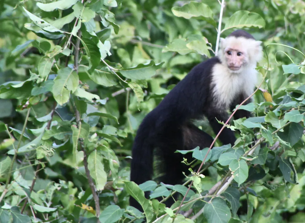 Pain, Pleasure, and Feelings: Do Animals Really Suffer? (Image Credits: Flickr)