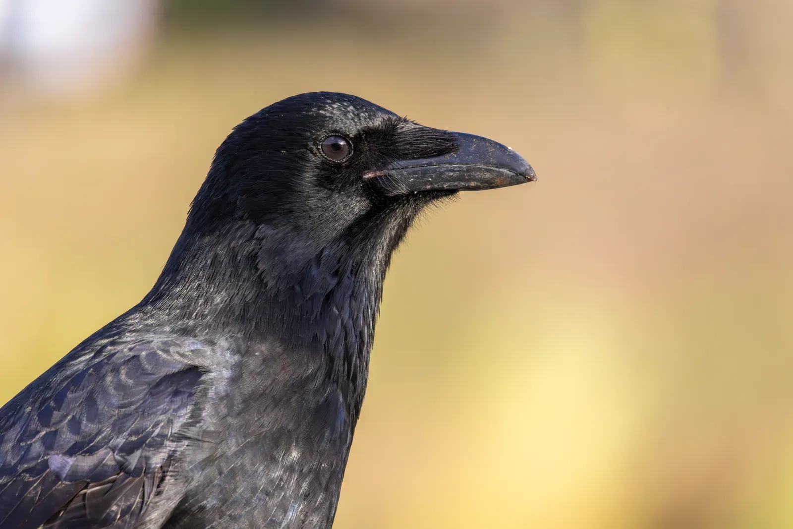 The Amygdala Connection Nobody Expected (By Alexis Lours, CC BY 4.0)