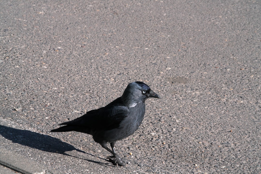 Sound Recognition and Auditory Cues (Image Credits: Unsplash)