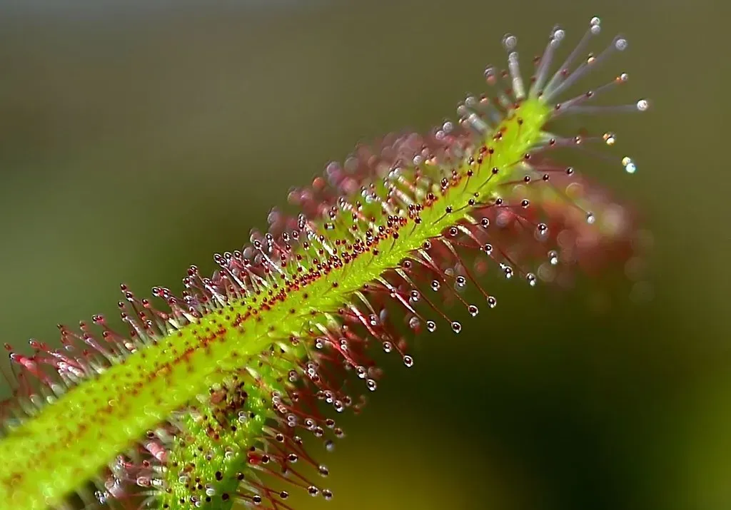 Sundews Move Their Tentacles to Trap Insects (Image Credits: Flickr)