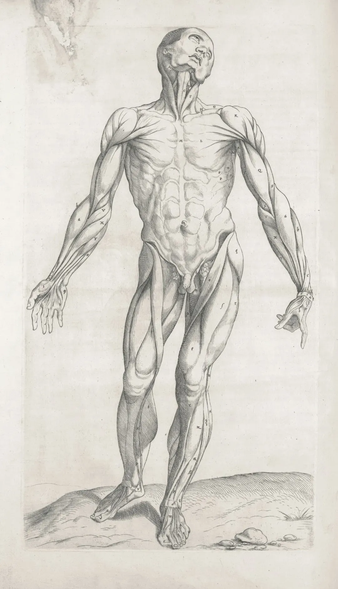 Metabolic Shape‑Shifting: How Your Body Rewrites Its Own Rules (Image Credits: Unsplash)