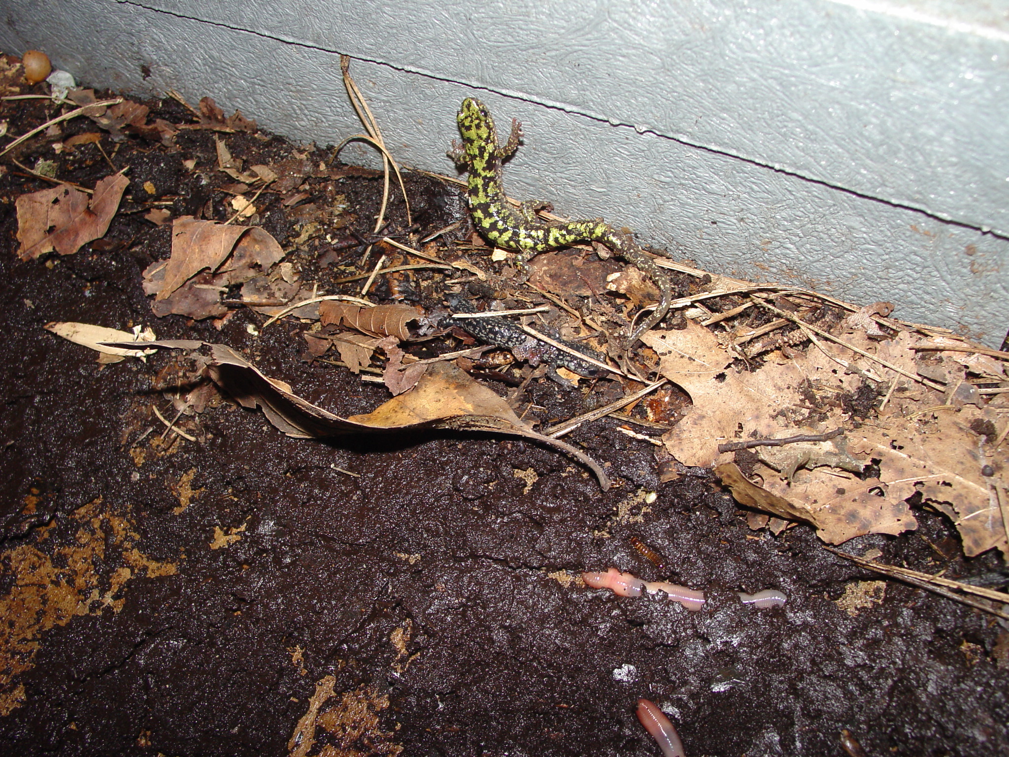 Jackson's Climbing Salamander: The Lunch Break Discovery (Image Credits: Wikimedia)
