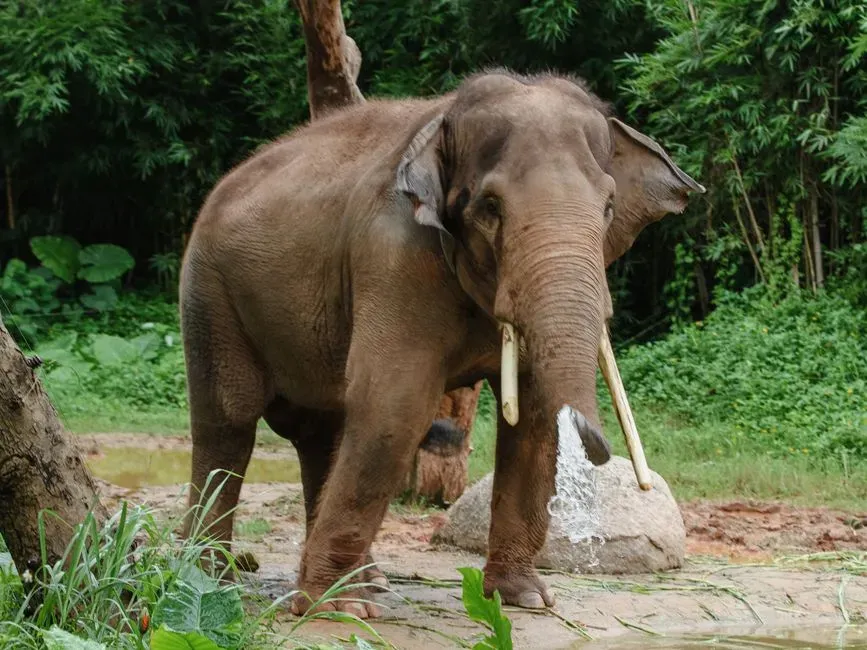 #5 - Bronze Age Spain's Ivory Carvings Made From Asian Elephants (Image Credits: Pexels)