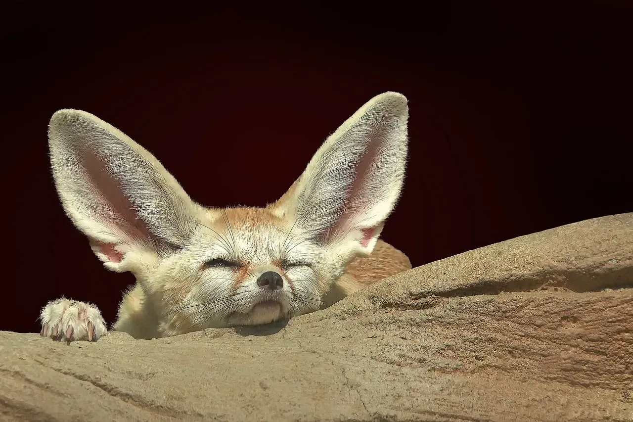 Big Ears as Radiators: Fennec Foxes and Jackrabbits (Image Credits: Pixabay)