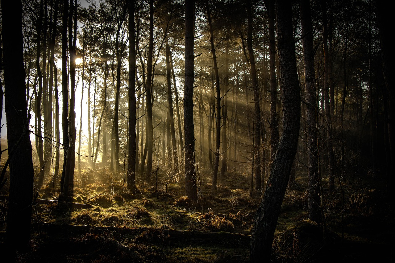 Forests That Breathe Freely: Carbon Storage Without Human Interference (Image Credits: Pixabay)