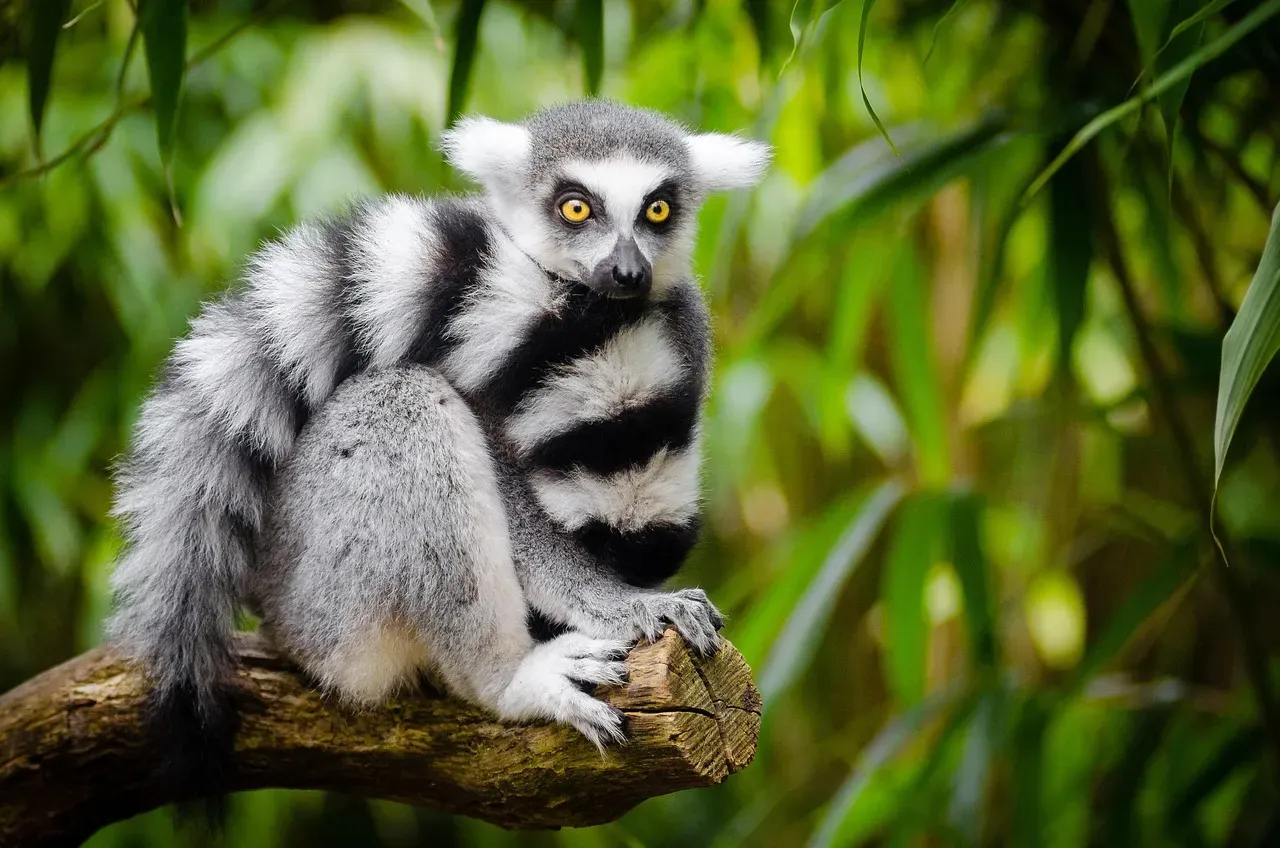 The Survival Brain Loves Patterns, and Animals Are Pure Pattern (Image Credits: Pixabay)