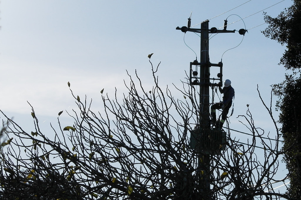 Trees as Natural Capacitors and Storage Systems (Image Credits: Flickr)
