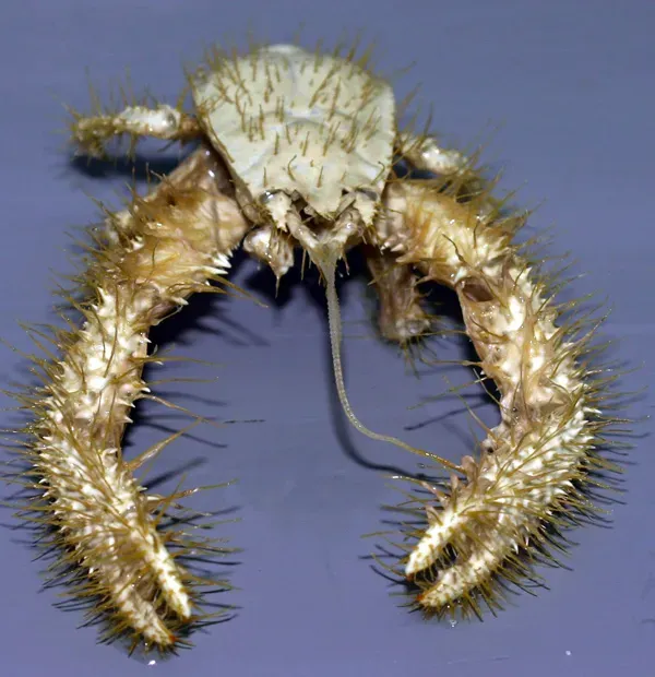 The Yeti Crab: Furry Arms in Hydrothermal Darkness (Image Credits: Wikimedia)
