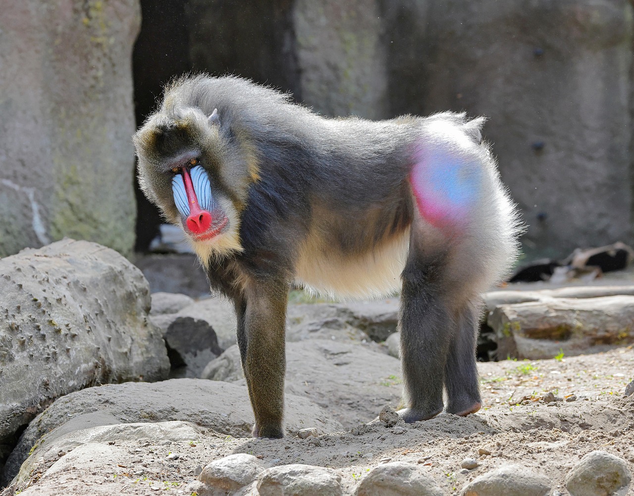 The Mandrill - Nature's Most Colorful Mammal (Image Credits: Pixabay)