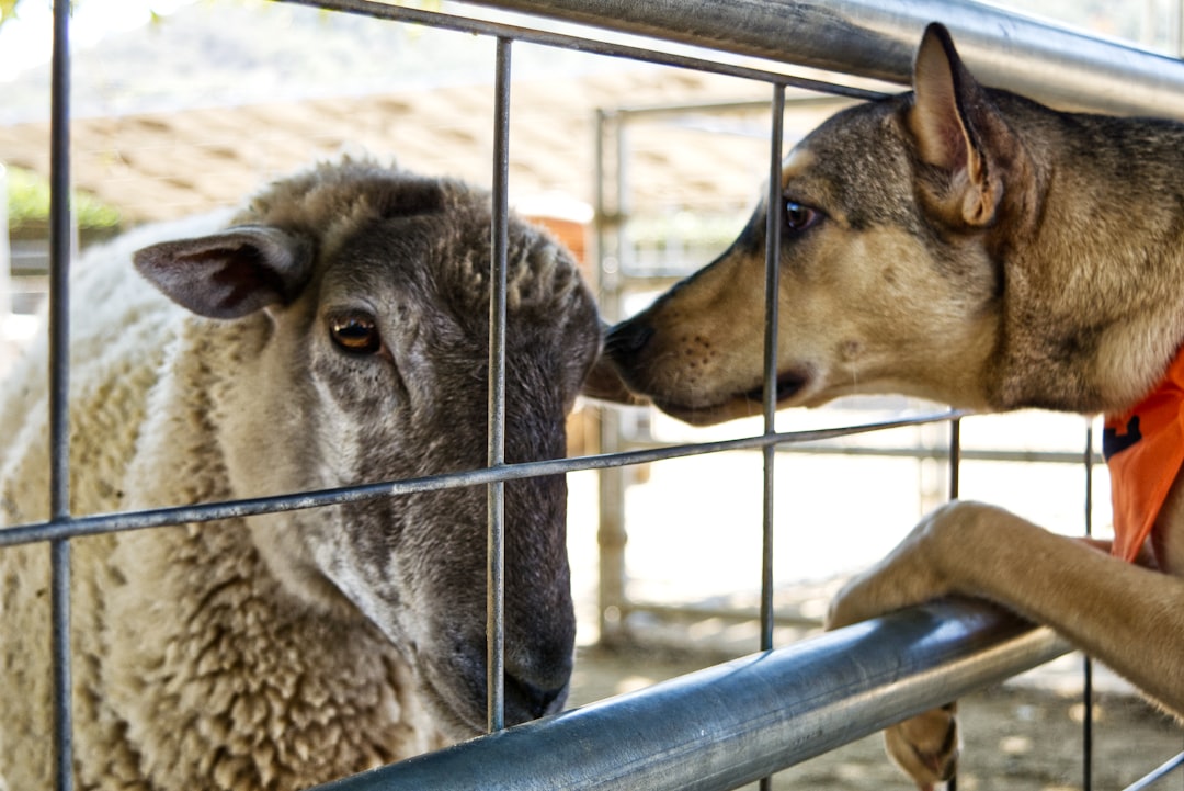 Conclusion: The Universal Language of Compassion (Image Credits: Unsplash)