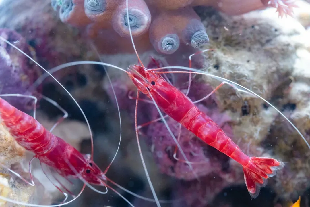 Virgo – The Deep-Sea Cleaner Shrimp: Meticulous, Essential, and Quietly Intelligent (Image Credits: Unsplash)