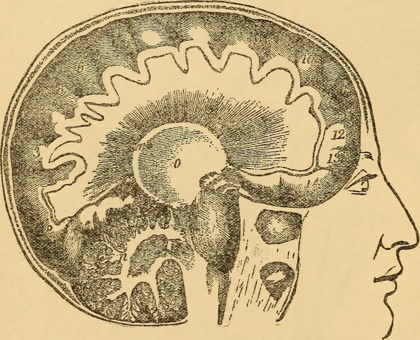 The Hidden Clues Your Brain Is Always Catching (Image Credits: Wikimedia)