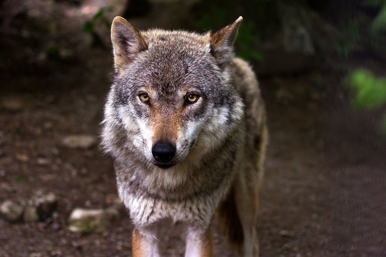 The Analytical Wolf: Hidden Leadership (Image Credits: Pixabay)