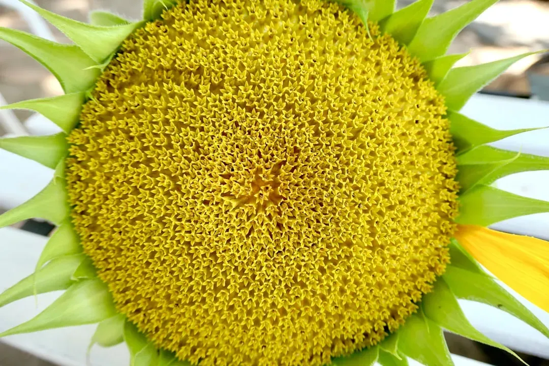 The Fibonacci Code Hidden in Every Flower (Image Credits: Unsplash)