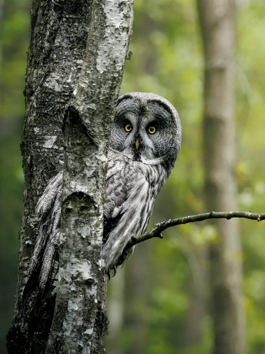 The Frozen Stare: Owls That Vanish Into Trees (Image Credits: Unsplash)