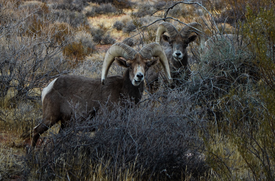 The Desert Bighorn Sheep - The Persistent Climber (Image Credits: Unsplash)