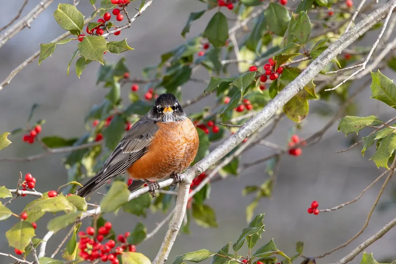 Cancer: American Robin (Image Credits: Pixabay)