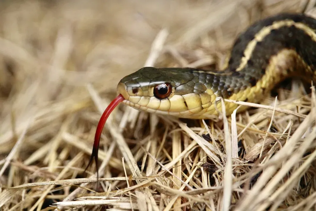 Their “Harmless” Bite Is Actually Mildly Venomous (Image Credits: Unsplash)
