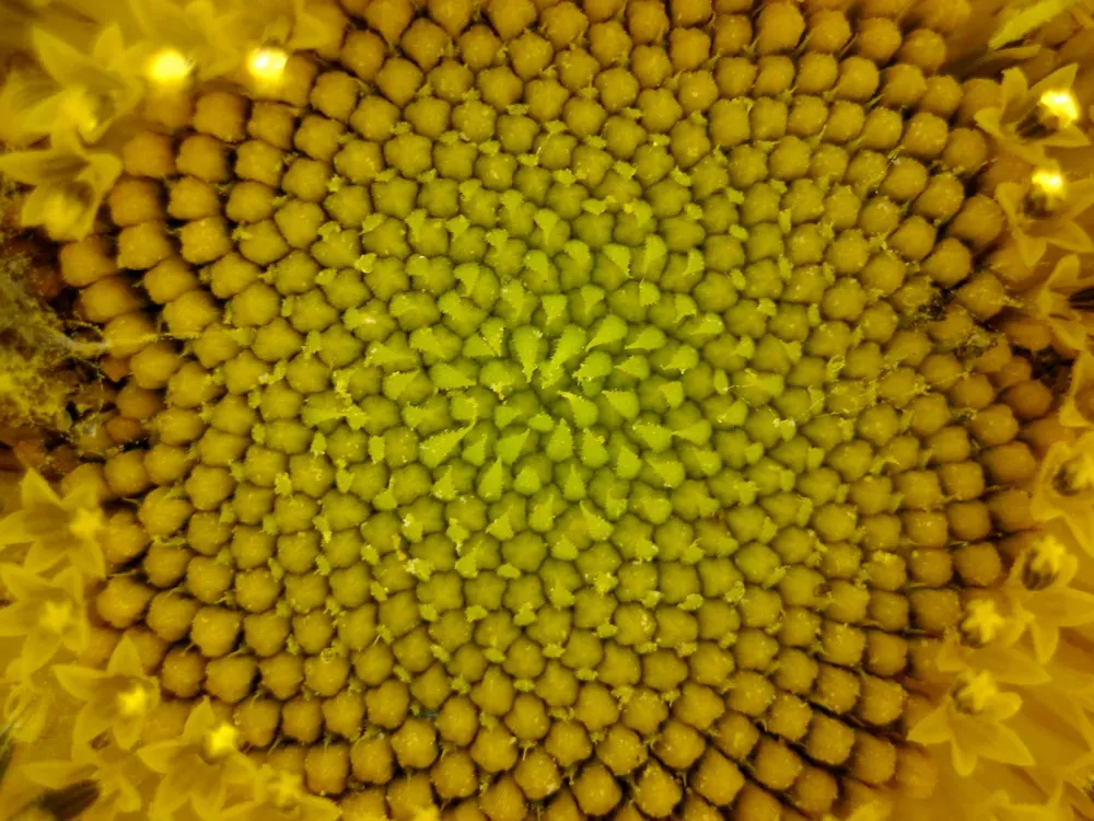 Seeing the Hidden Code in Your Everyday World (Image Credits: Wikimedia)