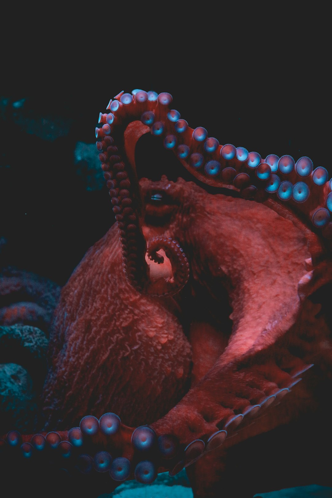 Gemini and Cancer: The Octopus and the Elephant (Image Credits: Unsplash)
