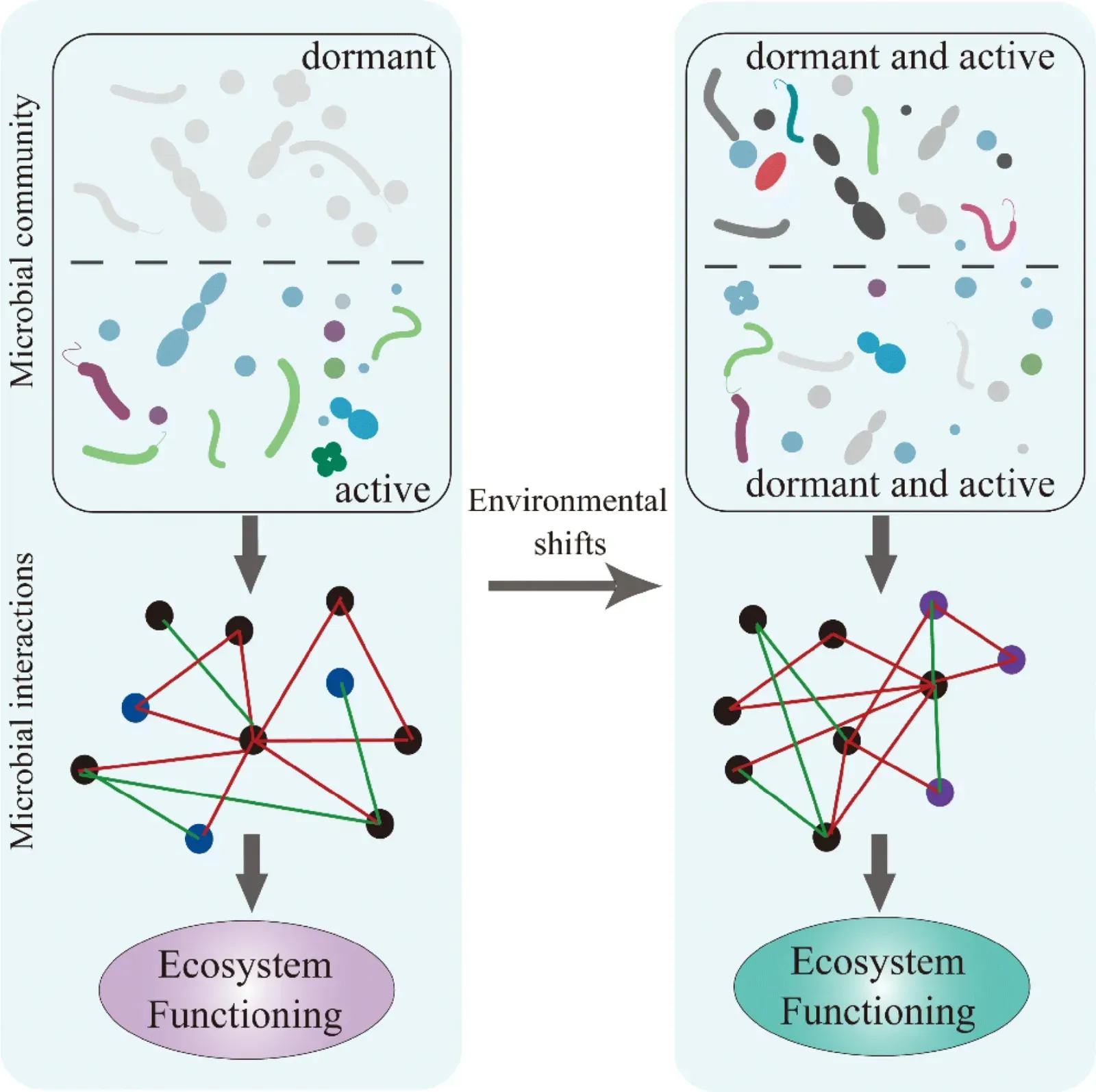 Why Diversity Is Your Microbiome's Superpower (Image Credits: Wikimedia)