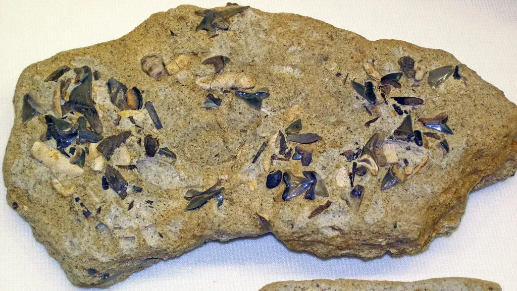What Finding a Shark Fossil in Your Field Really Tells You (James St. John, Flickr, CC BY 2.0)