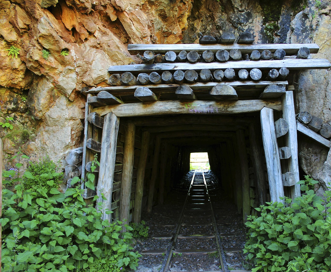 Conservation Success in Dark Places (Image Credits: Pixabay)