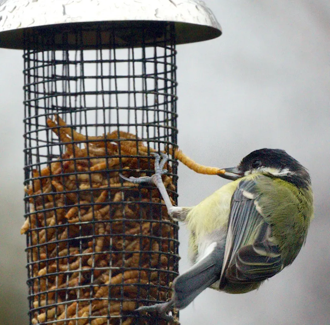 Mealworms: Irresistible Protein for Insect-Loving Birds (Image Credits: Wikimedia)