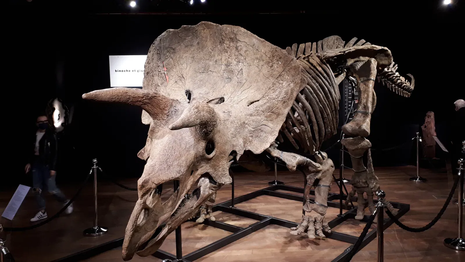 A Skull So Extreme It Redefined “Overbuilt” (By Eviatar Bach, CC BY-SA 4.0)