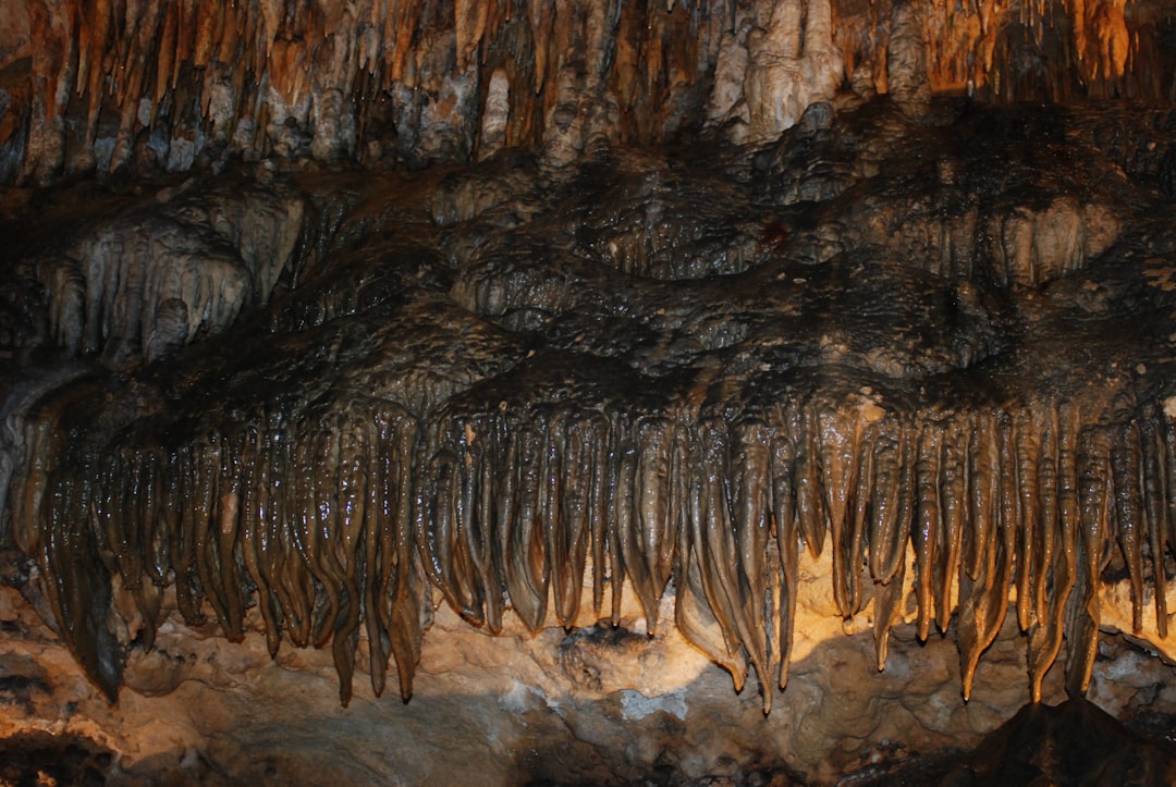 Microscopic Pioneers of Extreme Survival (Image Credits: Unsplash)
