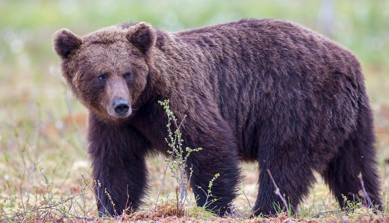 Aries: The Grizzly Bear of California (Image Credits: Pixabay)