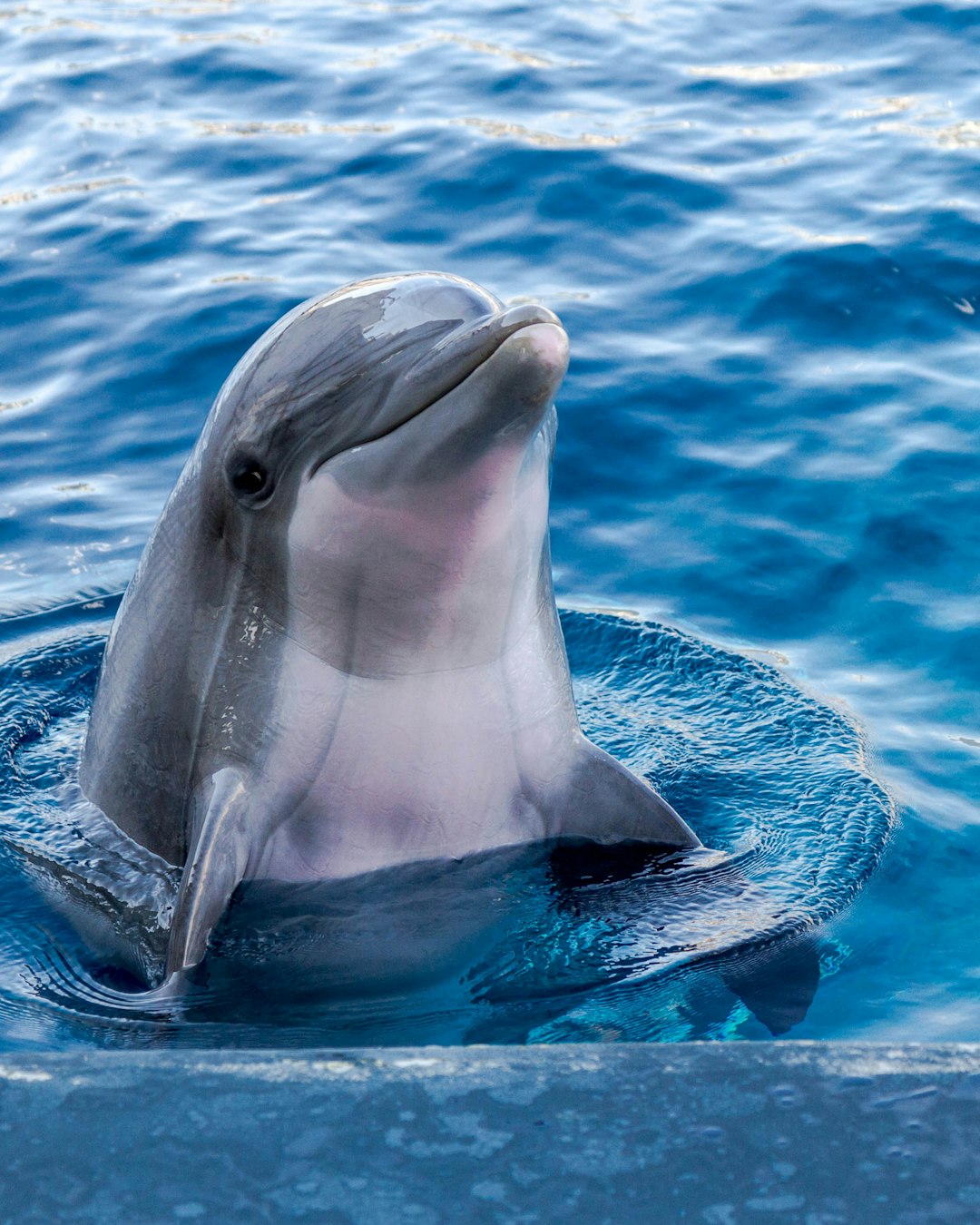 The Dolphin: Joyful Navigation Through Rough Waters (Image Credits: Unsplash)