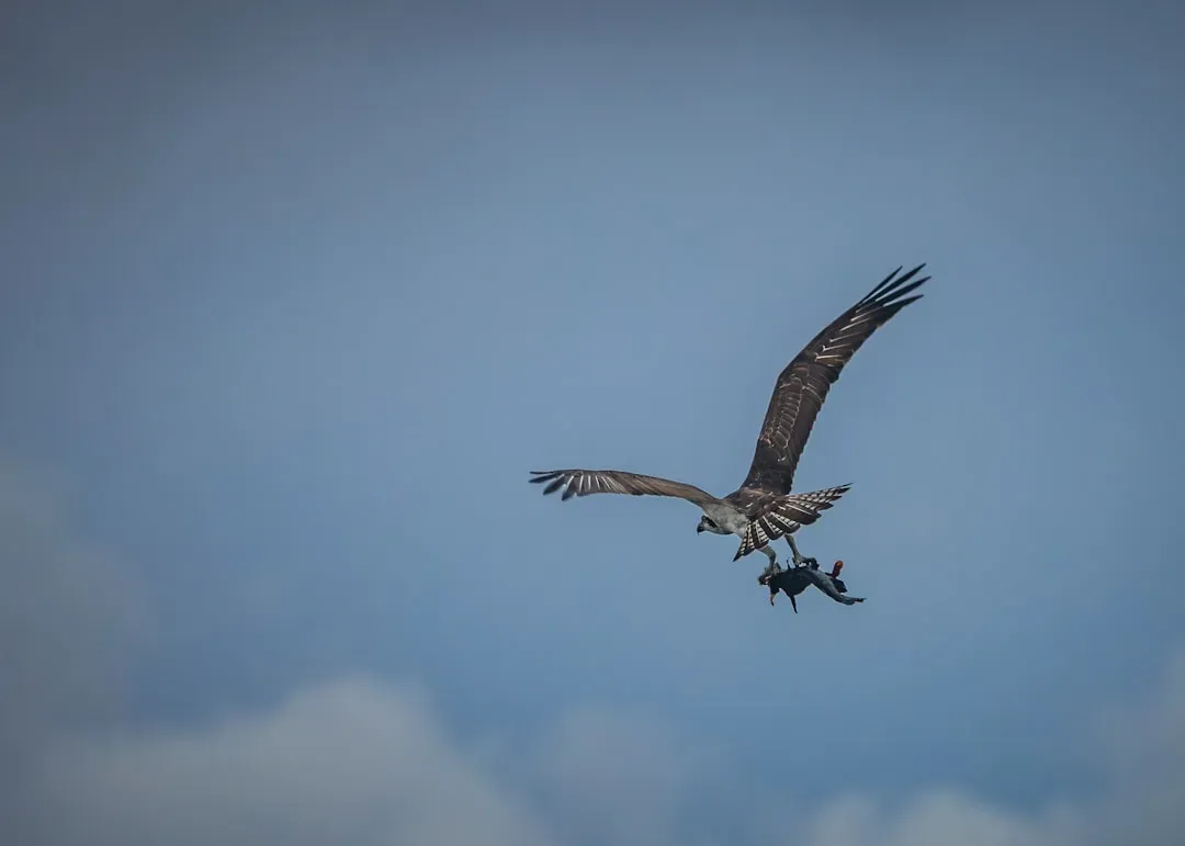 7. They Rotate Their Catch Mid‑Flight for Aerodynamic Efficiency (Image Credits: Unsplash)