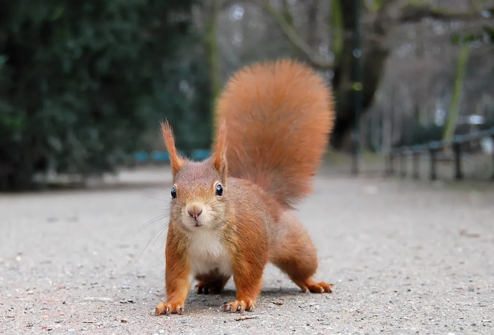 The Stare: Why It Feels So Personal (Photograph by Ray eye, CC BY-SA 2.0 de)