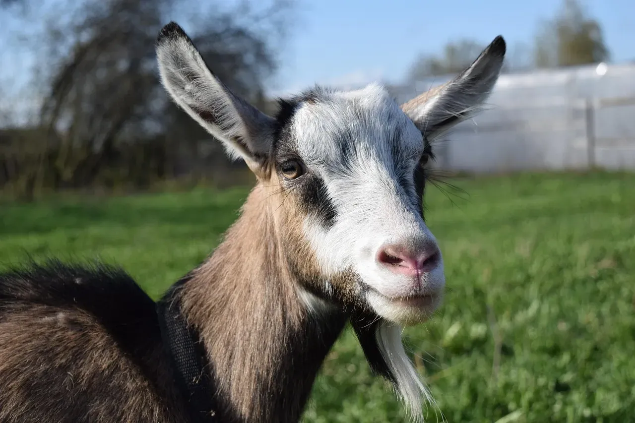 5. Goat Milk Is Easier To Digest For Many People (Image Credits: Pixabay)