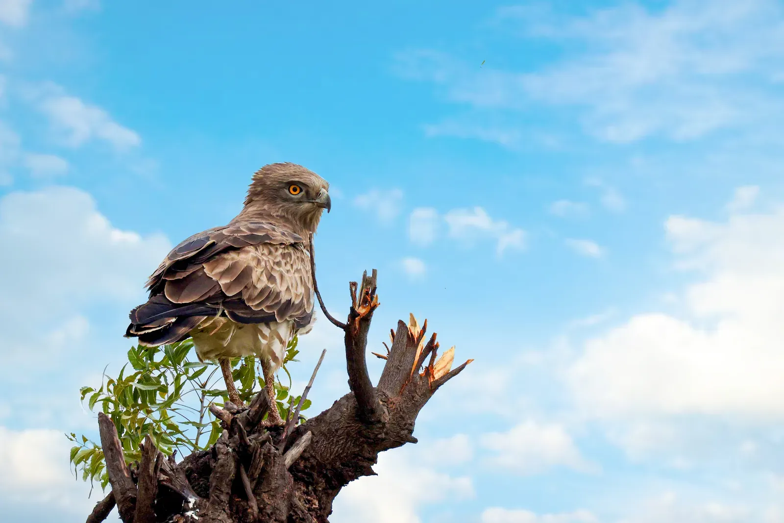 4. The Short-Toed Snake Eagle – Precision Hunter of Open Country (By Drsssuresh1961, CC BY-SA 4.0)