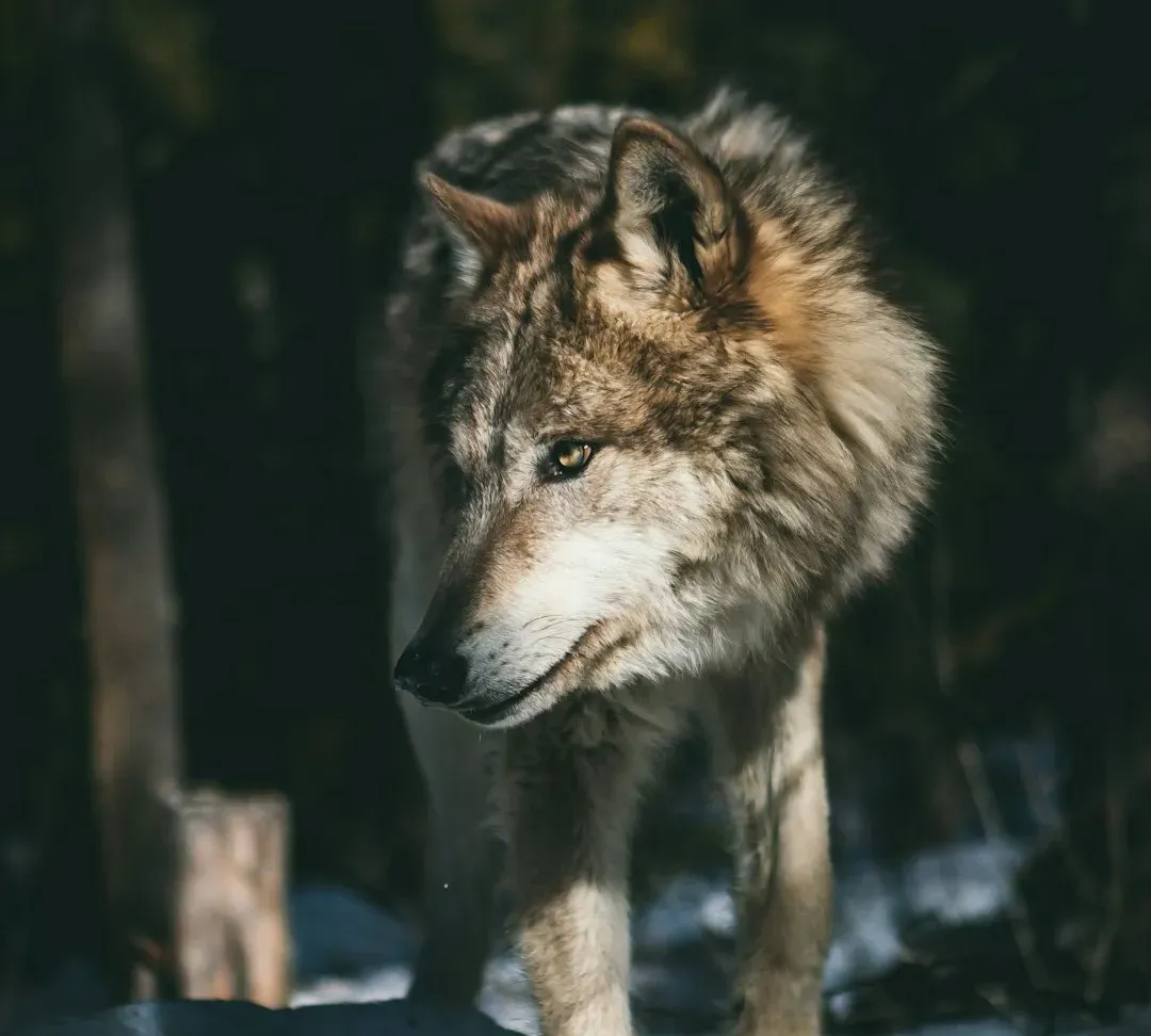 Scorpio: The Shadow Twin of the Wolf (Image Credits: Unsplash)