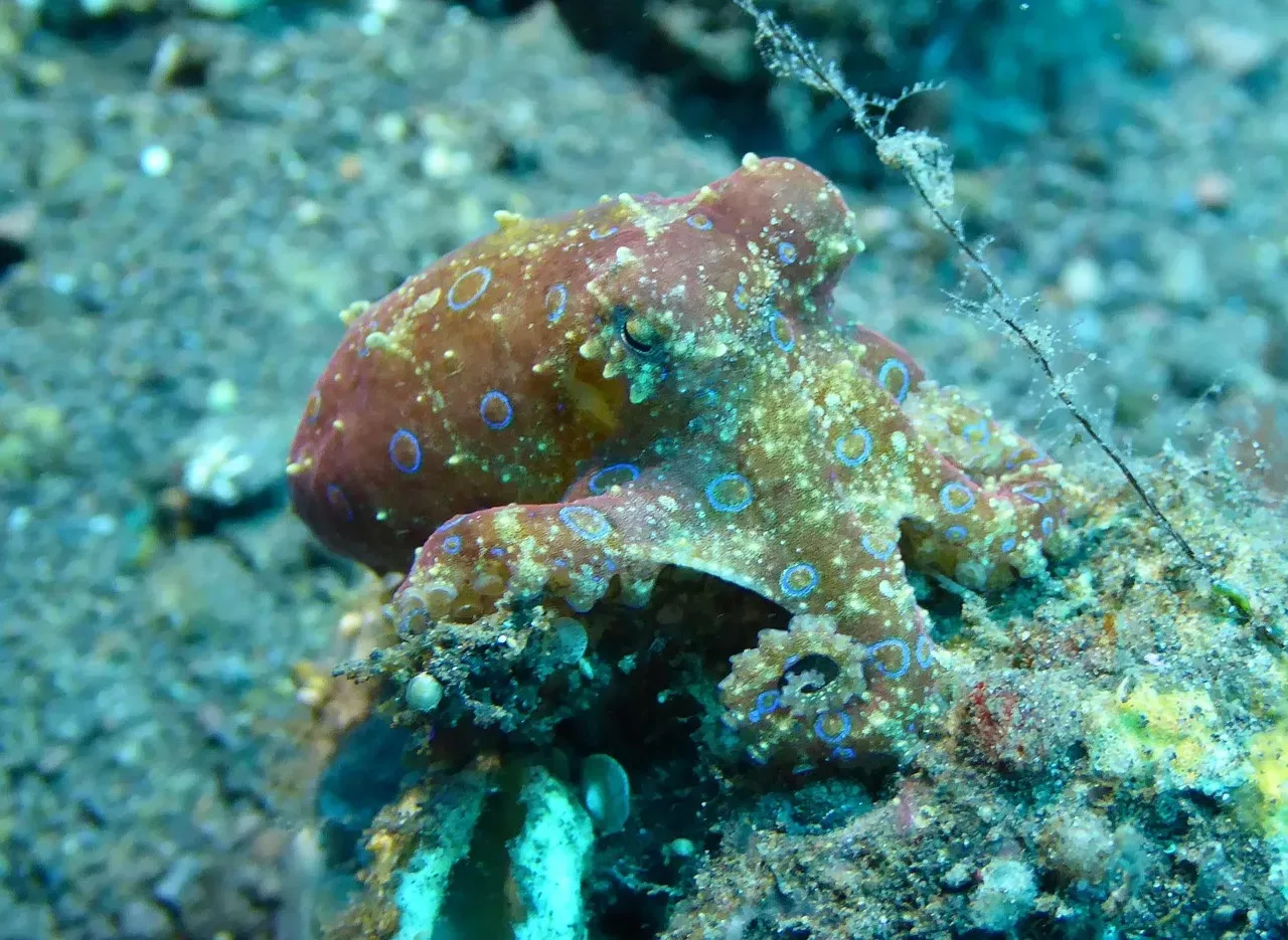 5. Octopuses That Disappear In Plain Sight (Image Credits: Pixabay)