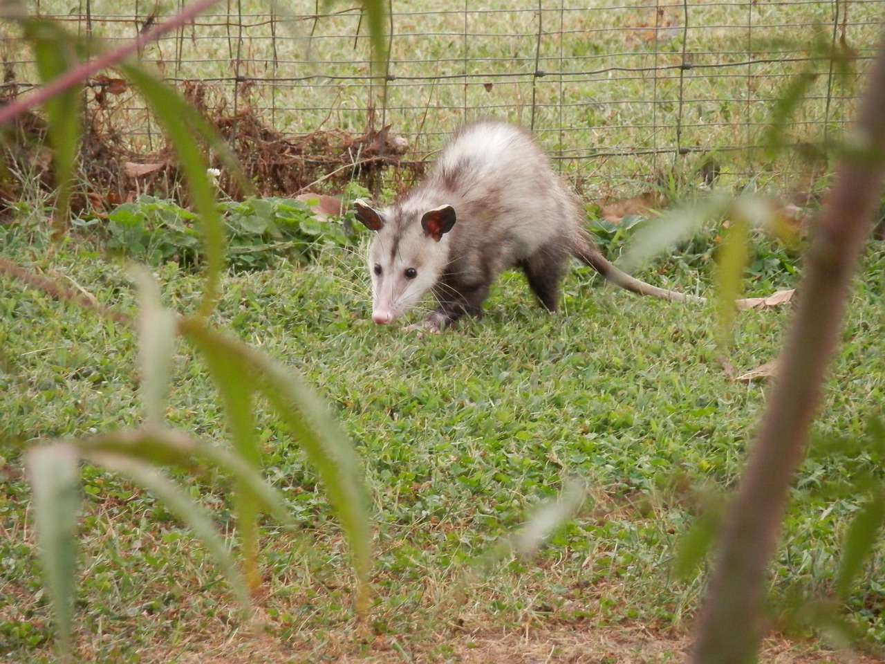Single-Striped Opossum: South America's Phantom (Image Credits: Pixabay)