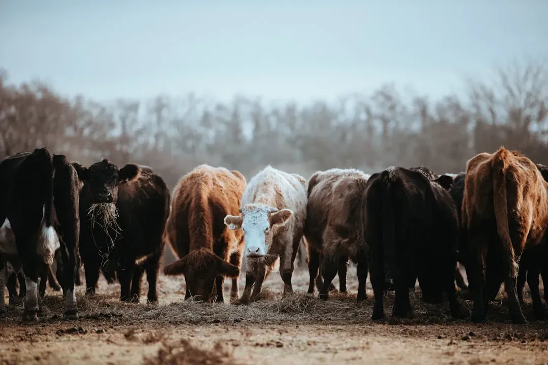 14. Stray Cattle and Aggressive Livestock – The Farm You Should Not Cross (Image Credits: Unsplash)