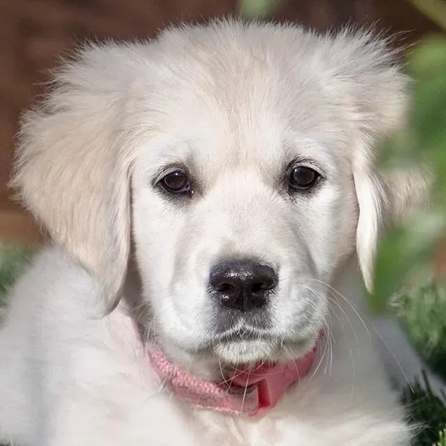 The Limbic System: Your Dog’s Emotional Control Room (Alex Beattie, Flickr, CC BY 2.0)