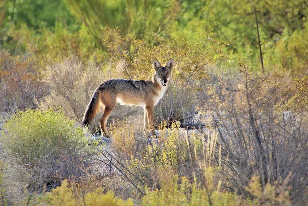 Conclusion: A Harsh World, Perfectly Tuned Lives (Image Credits: Flickr)