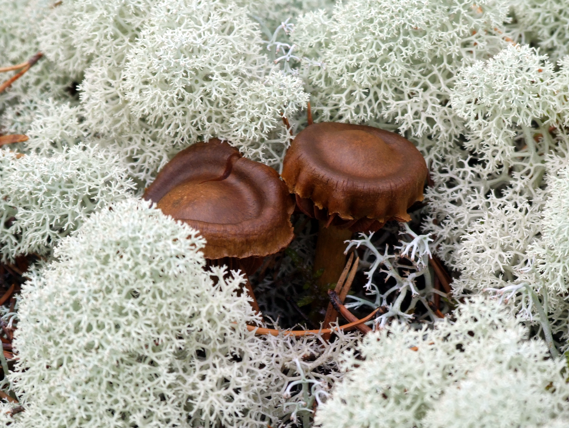 The Future of Fungal Climate Solutions (Image Credits: Wikimedia)